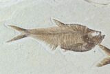 Fossil Fish Plate (Diplomystus & Knightia) - Wyoming #94189-3